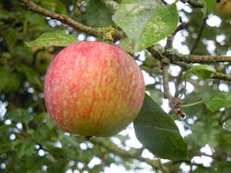  Apfel Rote Sternrenette