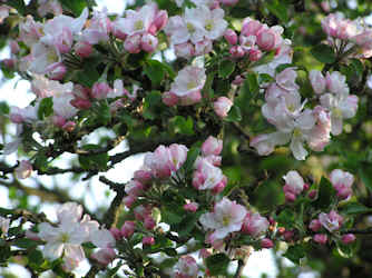 Apfelblüte Boskop