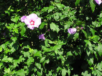 Hibiskus rosa Blüte
