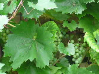 Blätter der Weintraubenrebe