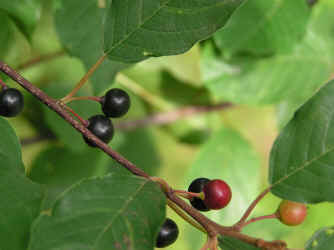 Faulbaum Früchte Beeren